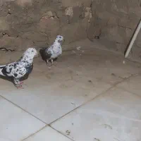 رنگی معاوضه|پرنده|مسجد سلیمان, |دیوار