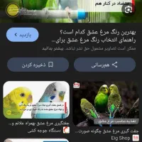 جفت مرغعشقتخمگذار