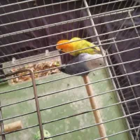 طوطی برزیلی نروماده مولد با پنج عدد تخم|پرنده|سنندج, |دیوار