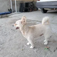 سگ پامر