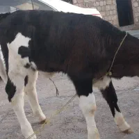 فروش گوساله ماده|حیوانات مزرعه|چرداول, |دیوار