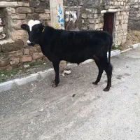 دوتا گوساله نر