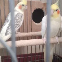 یک جفت عروس هلندی مولد