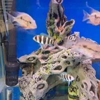 ردلاین، دهان آتشی، شارک، فرانتازوا