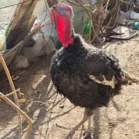 بوقلمون|حیوانات مزرعه|کرج, کلاک پایین|دیوار