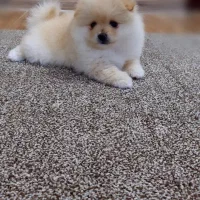 سگ آپارتمانی پامرانین|سگ|مراغه, |دیوار