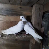 کفتر|پرنده|میناب, |دیوار