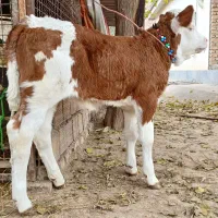 گوساله سیمینتال ماده قرمز شرابی اخرت جنس بالاگاو|حیوانات مزرعه|آق قلا, |دیوار