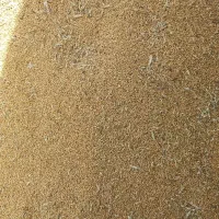 گندم|گل و گیاه طبیعی|کارون, |دیوار