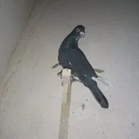 نر پلنگ|پرنده|کرمان, |دیوار