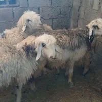 ۳ میش و یه بره معاوزه با بز|حیوانات مزرعه|مسجد سلیمان, |دیوار