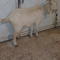 بز چاق سرحال|حیوانات مزرعه|دهدشت, |دیوار