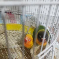 دو عدد کوتوله برزیلی