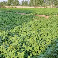 بذر لوبیا|گل و گیاه طبیعی|سراب, |دیوار