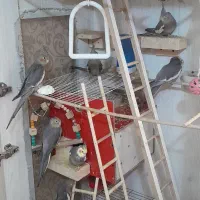 عروس هلندی رام|پرنده|معصومیه, |دیوار