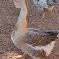 قو غاز آفریقایی