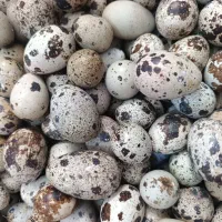 تخم نطفه دار و خوراکی بلدرچین|حیوانات مزرعه|مشهد, شهید آوینی|دیوار