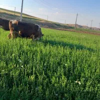 فروش گاوه سیمنتال  آبستن سنگین