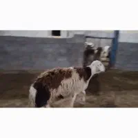 قوچ .میش .بزغاله|حیوانات مزرعه|الشتر, |دیوار