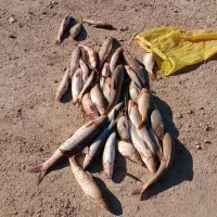 فروش ماهی شیربت صید روز