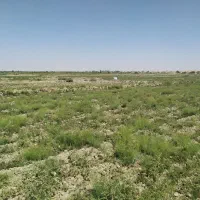 جمع آوری علوفه هندوانه و خربزه و خار شتر