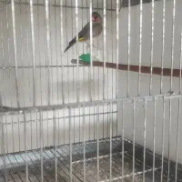 سهره زاغ.دورگ زاغ