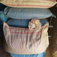 فروش بذرگندم کودزده شده