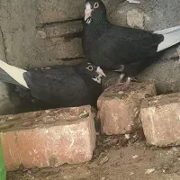 نرماده سیاه پلنگ