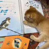 بچه گربه اسکاتیش گلد واکسن خورده و شناسنامه داره|گربه|تهران, سعادت‌آباد|دیوار