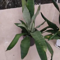 گل‌های زیبای آپارتمانی