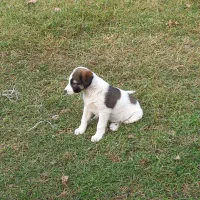 فروش یک قلاده سگ ماده به همراه توله نر|سگ|رستم‌آباد, |دیوار