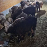 بره سبک|حیوانات مزرعه|اردکان, |دیوار