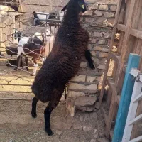 گوسفند داشتی گوشتی|حیوانات مزرعه|یزد, |دیوار