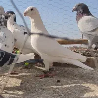 کبوتر آلمانی