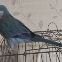 راهب فول رام و سخنگو