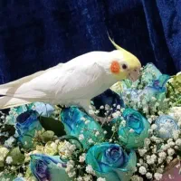 عروس هلندی دستی چشم شرابی سخنگو معاوضه ای