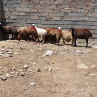 میش ....بره ماده بره نر