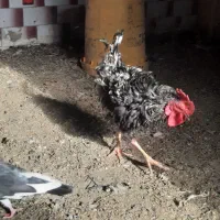 چندعددمرغ وخروس فرفری وساده درروستای گرگر|حیوانات مزرعه|چمران, |دیوار