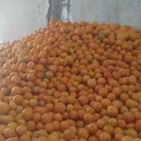 پرتقال شیرین