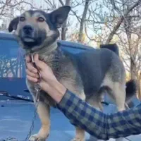 گم شده.یک ملیون مژدگانی|حیوانات|شهرکرد, |دیوار