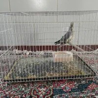 طوطی عروس و کوتوله