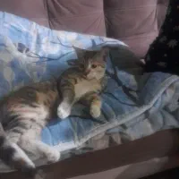 واگذاری گربه