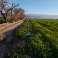 اجاره زمین ابی     نخود فرنگی باقلا.و سیب زمینی و|اجارهٔ دفتر صنعتی، کشاورزی، تجاری|فاضل آباد, |دیوار