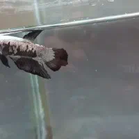 ماهی فایتر|ماهی|تهران, ابوذر|دیوار