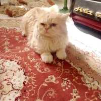 یک جفت گربه پرشین اصل|گربه|سبزوار, هویزه|دیوار