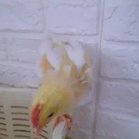 1 عددجوجه سالم خروس