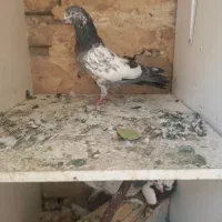 کبوتر