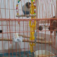 طوطی برزیلی وقفس همستر|پرنده|رشت, جانبازان|دیوار