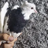 جوجه طوقی سیاه واکسی|پرنده|فرخشهر, |دیوار