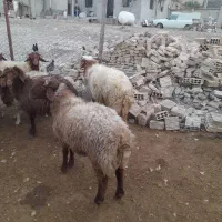 بره پروار نر|حیوانات مزرعه|چوار, |دیوار